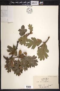 Quercus garryana image