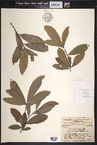 Quercus imbricaria image