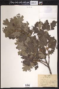 Quercus lobata image