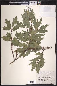 Quercus gravesii image