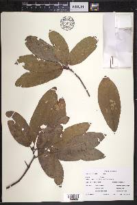 Quercus imbricaria image