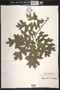 Quercus gambelii image