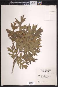 Quercus gambelii image