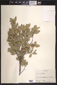 Quercus grisea image