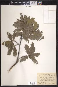 Quercus gambelii image