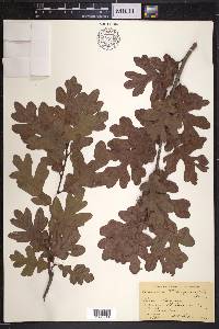 Quercus margaretta image