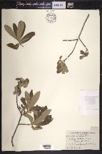 Quercus cinerea image