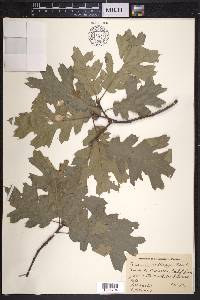 Quercus kelloggii image