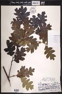 Quercus garryana image