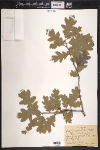 Quercus gambelii image