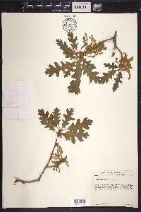 Quercus gambelii image