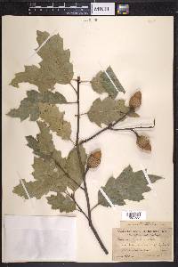 Quercus x morehus image