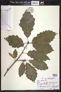 Quercus prinoides image