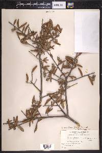 Quercus hemisphaerica image