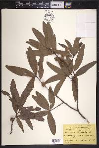 Quercus phellos image