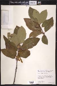 Quercus sadleriana image