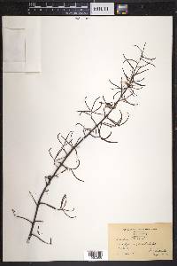 Quercus phellos image