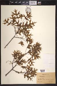 Quercus palustris image
