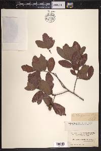 Quercus chapmanii image