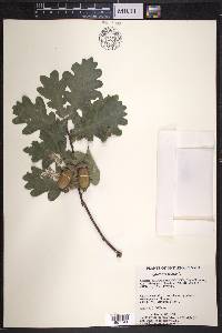 Quercus robur image