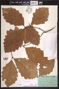 Quercus montana image