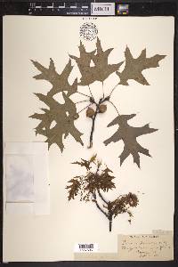 Quercus palustris image