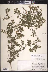 Fuchsia encliandra image