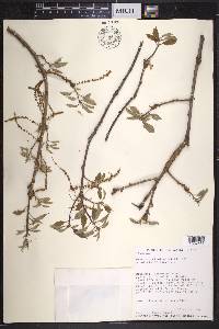 Quercus prinoides image