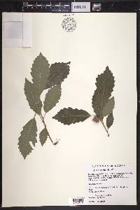 Quercus prinoides image