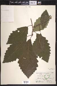 Quercus montana image