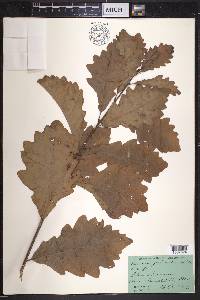 Quercus prinoides image