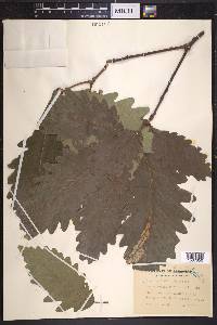 Quercus × saulii image