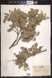 Quercus pungens image