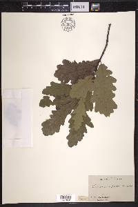 Quercus sessilifolia image