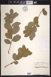 Quercus rugosa image