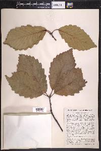 Quercus montana image