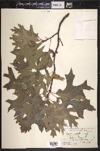 Quercus palustris image