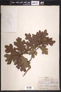 Quercus margaretta image