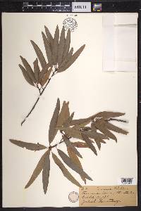 Quercus phellos image