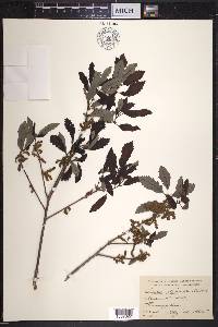 Quercus prinoides image