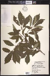Quercus prinoides image