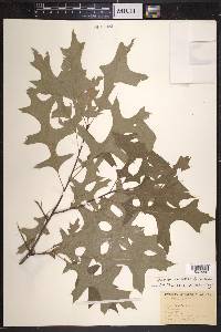 Quercus palustris image