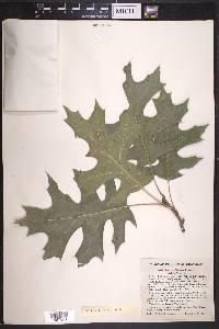 Quercus shumardii image