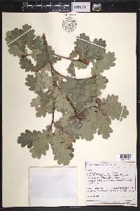 Quercus robur image