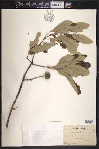 Quercus prinoides image