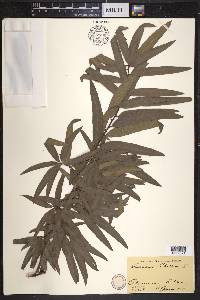Quercus phellos image