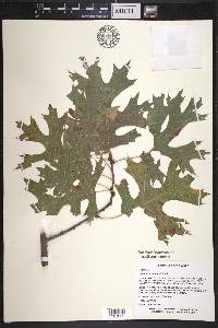 Quercus shumardii image