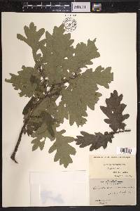 Quercus robur image