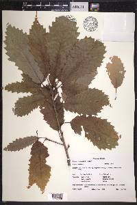 Image Associated With the Occurence