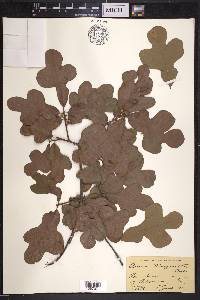 Quercus margaretta image